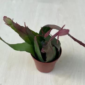 Lepismium houlletianum