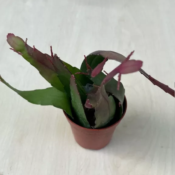 Lepismium houlletianum