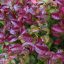 Fürtös hanga -  Leucothoe axillaris ‘Curly Red’