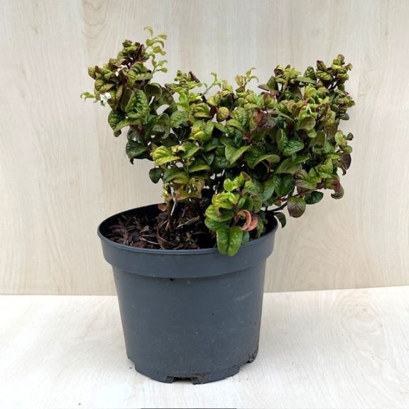 Fürtös hanga -  Leucothoe axillaris ‘Curly Red’