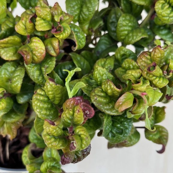Fürtös hanga -  Leucothoe axillaris ‘Curly Red’