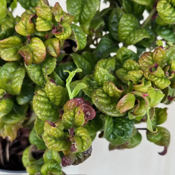 Fürtös hanga -  Leucothoe axillaris ‘Curly Red’