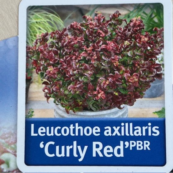 Fürtös hanga -  Leucothoe axillaris ‘Curly Red’