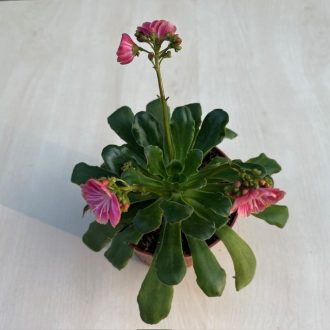 Lewisia - Változékony dohánygyökér több színben