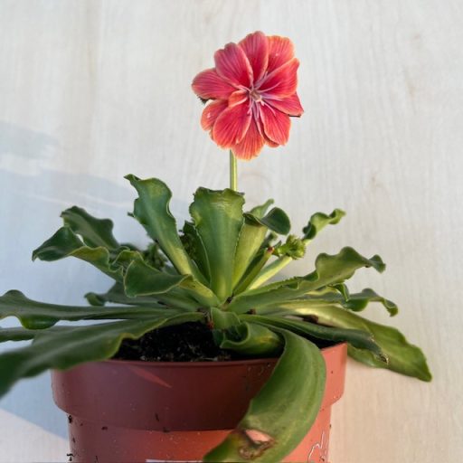 Lewisia - Változékony dohánygyökér több színben