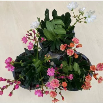 Lewisia - Változékony dohánygyökér több színben
