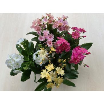 Lewisia - Változékony dohánygyökér több színben