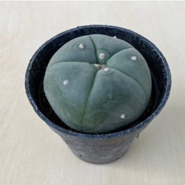 Lophophora williamsii (Peyote)