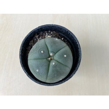 Lophophora williamsii (Peyote)