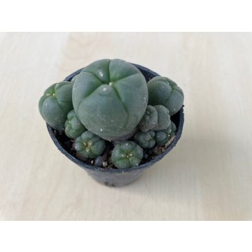 Lophophora williamsii (Peyote)
