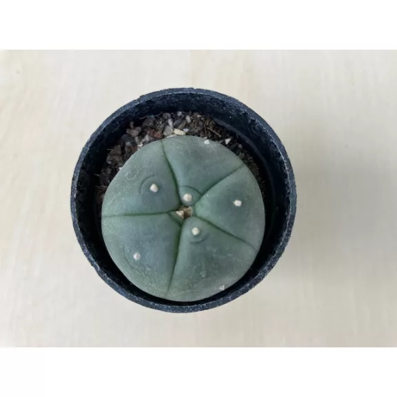 Lophophora williamsii (Peyote)