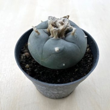 Lophophora williamsii (Peyote) - Nagy méretű