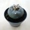 Lophophora williamsii (Peyote) - Nagy méretű