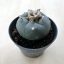 Lophophora williamsii (Peyote) - Nagy méretű