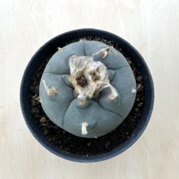 Lophophora williamsii (Peyote) - Nagy méretű