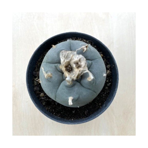 Lophophora williamsii (Peyote) - Nagy méretű