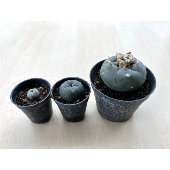 Lophophora williamsii (Peyote) - Nagy méretű