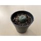 Lophophora williamsii (Peyote)