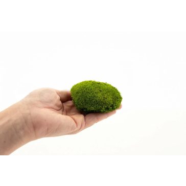   Tartósított mini gömb moha faliképekhez, dekorációhoz  világoszöld
