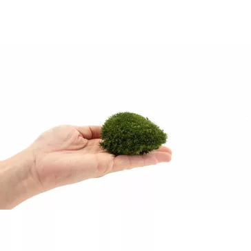   Tartósított mini gömb moha faliképekhez, dekorációhoz  Nature Green