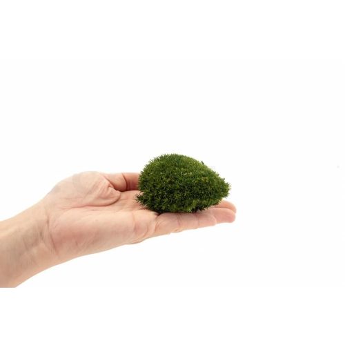 Tartósított mini gömb moha faliképekhez, dekorációhoz  Nature Green