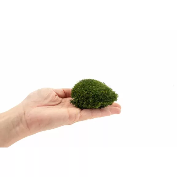 Tartósított mini gömb moha faliképekhez, dekorációhoz Nature Green Tartósított mini gömb moha faliképekhez, dekorációhoz Nature Green