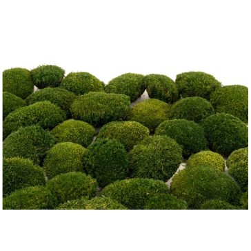   Tartósított mini gömb moha faliképekhez, dekorációhoz  Nature Green