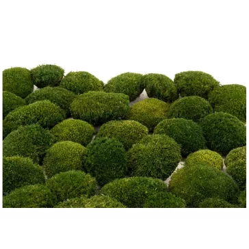   Tartósított mini gömb moha faliképekhez, dekorációhoz  Nature Green