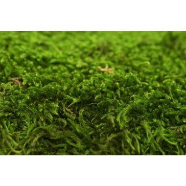 Tartósított moha faliképekhez, dekorációhoz 600g