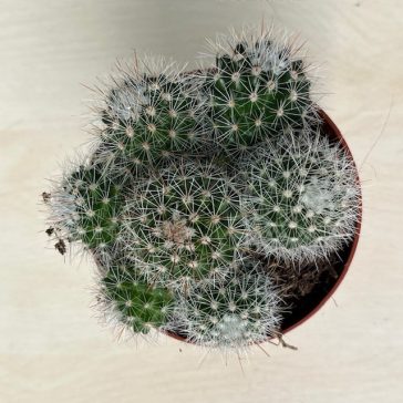 Mammillaria oteroi