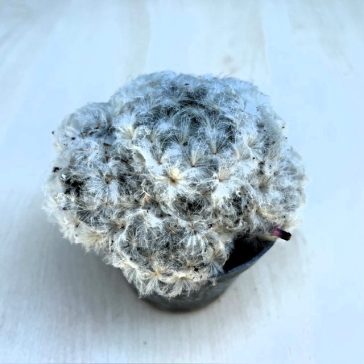 Mammillaria plumosa