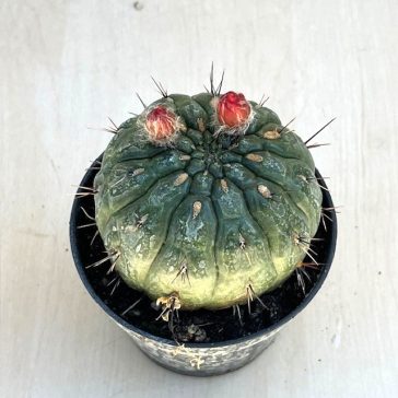 Matucana madisoniorum