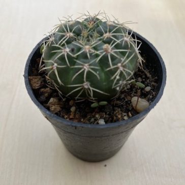 Mediolobivia pygmaea var. colorea