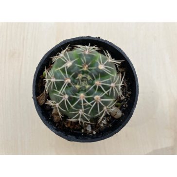 Mediolobivia pygmaea var. colorea