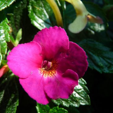 Mesevirág 'Claret'