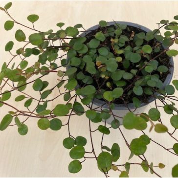Muehlenbeckia complexa 'Maori' - Porccserje