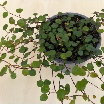Muehlenbeckia complexa 'Maori' - Porccserje
