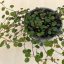 Muehlenbeckia complexa 'Maori' - Porccserje