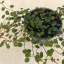 Muehlenbeckia complexa 'Maori' - Porccserje