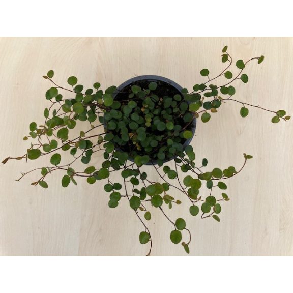 Muehlenbeckia complexa 'Maori' - Porccserje