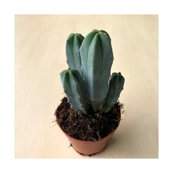 Myrtillocactus geometrizans