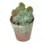 Myrtillocactus geometrizans cristata