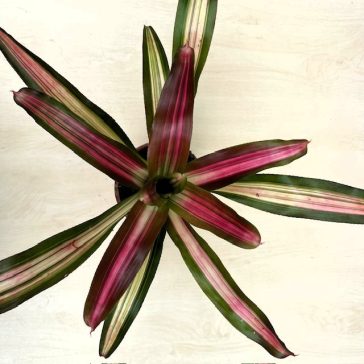 Neoregelia carolinae 'Variegata'
