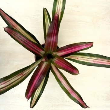 Neoregelia carolinae 'Variegata'