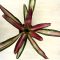 Neoregelia carolinae 'Variegata'