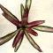Neoregelia carolinae 'Variegata'