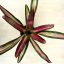 Neoregelia carolinae 'Variegata'