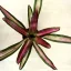 Neoregelia carolinae 'Variegata'