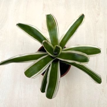Neoregelia carolinae 'Variegata'