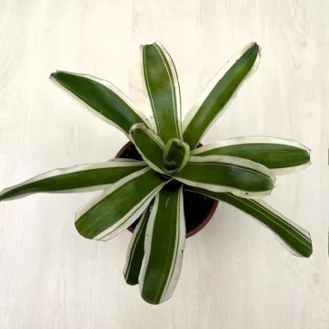 Neoregelia carolinae 'Variegata'